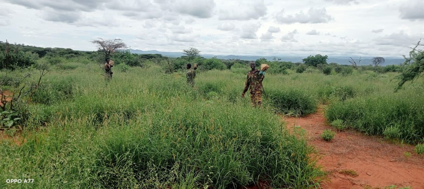 Lekurruki rangers on patrol through recovering grassland