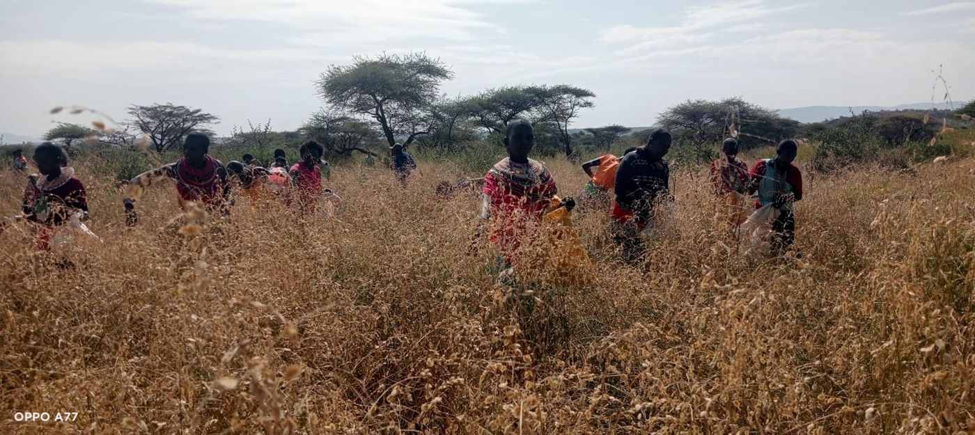 Community members among mature grass stands ready for seed harvesting