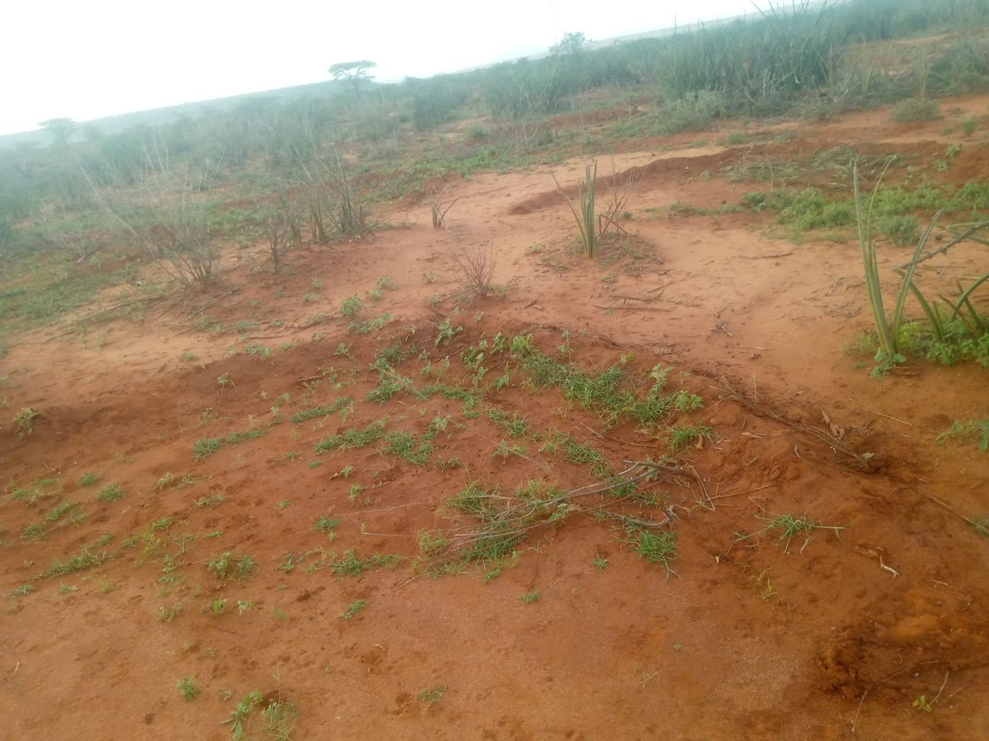 Regenerating grass and indigenous vegetation inside the protected area